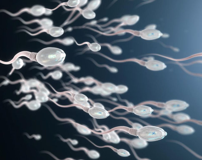 Understanding Male Fertility and Sperm Motility